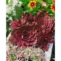 Kategorie <b>Produkt nicht gewünscht </b> - Sempervivum tectorum 'Othello' ca. 9x9 cm Topf (Wuchs jahreszeitlich)