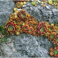 Kategorie <b>Produkt nicht gewünscht </b> - Sempervivum x cult.'Bernstein' ca. 9x9 cm Topf (Wuchs jahreszeitlich)