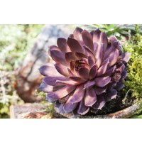 Kategorie <b>Stauden </b> - Sempervivum x cult.'Palisander' ca. 9x9 cm Topf (Wuchs jahreszeitlich)