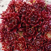 Kategorie <b>Produkt nicht gewünscht </b> - Sempervivum x cult.'Pickwick' ca. 9x9 cm Topf (Wuchs jahreszeitlich)