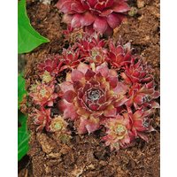 Kategorie <b>Produkt nicht gewünscht </b> - Sempervivum x cult.'Rusty' ca. 9x9 cm Topf (Wuchs jahreszeitlich)