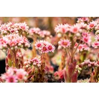 Kategorie <b>Produkt nicht gewünscht </b> - Sempervivum x cult.'Silver Thaw' ca. 9x9 cm Topf (Wuchs jahreszeitlich)