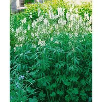 Kategorie <b>Produkt nicht gewünscht </b> - Sidalcea candida ca. 9x9 cm Topf (Wuchs jahreszeitlich)