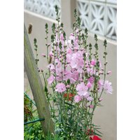 Kategorie <b>Produkt nicht gewünscht </b> - Sidalcea malviflora 'Elsie Heugh' ca. 11x11 cm Topf (Wuchs jahreszeitlich)