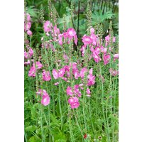 Kategorie <b>Produkt nicht gewünscht </b> - Sidalcea malviflora 'Partygirl' ca. 9x9 cm Topf (Wuchs jahreszeitlich)