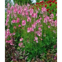 Kategorie <b>Produkt nicht gewünscht </b> - Sidalcea malviflora 'Rosanna' ca. 9x9 cm Topf (Wuchs jahreszeitlich)