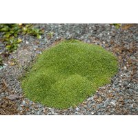 Kategorie <b>Stauden </b> - Silene acaulis 'Floribunda' ca. 9x9 cm Topf (Wuchs jahreszeitlich)