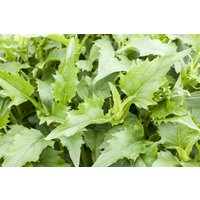 Produkt nicht gewünscht - Silphium perfoliatum ca. 9x9 cm Topf (Wuchs jahreszeitlich)