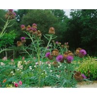 Kategorie <b>Produkt nicht gewünscht </b> - Silybum marianum ca. 11x11 cm Topf (Wuchs jahreszeitlich)