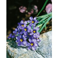 Kategorie <b>Stauden </b> - Sisyrinchium bellum ca. 9x9 cm Topf (Wuchs jahreszeitlich)