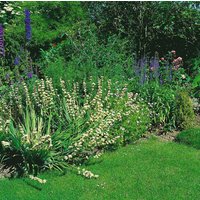 Kategorie <b>Stauden </b> - Sisyrinchium striatum ca. 9x9 cm Topf (Wuchs jahreszeitlich)