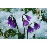 Kategorie <b>Stauden </b> - Soldanella montana ca. 9x9 cm Topf (Wuchs jahreszeitlich)