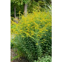 Kategorie <b>Stauden </b> - Solidago rugosa 'Fireworks' ca. 9x9 cm Topf (Wuchs jahreszeitlich)