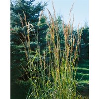 Gräser - Sorghastrum nutans 'Indian Steel' ca. 9x9 cm Topf (Wuchs jahreszeitlich)