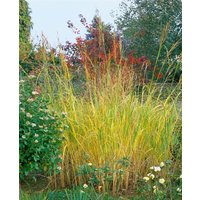 Kategorie <b>Gräser </b> - Spartina pectinata ca. 11x11 cm Topf (Wuchs jahreszeitlich)