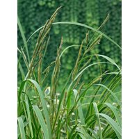 Kategorie <b>Gräser </b> - Spartina pectinata 'Aureomarginata' ca. 9x9 cm Topf (Wuchs jahreszeitlich)