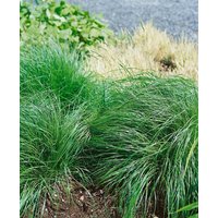 Kategorie <b>Gräser </b> - Sporobolus heterolepis ca. 9x9 cm Topf (Wuchs jahreszeitlich)
