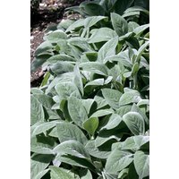 Kategorie <b>Produkt nicht gewünscht </b> - Stachys byzantina 'Cotton Boll' ca. 9x9 cm Topf (Wuchs jahreszeitlich)