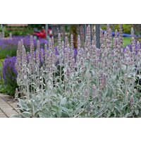 Kategorie <b>Produkt nicht gewünscht </b> - Stachys byzantina 'Silky Fleece' ca. 9x9 cm Topf (Wuchs jahreszeitlich)