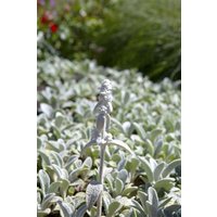 Kategorie <b>Produkt nicht gewünscht </b> - Stachys byzantina 'Silver Carpet' ca. 9x9 cm Topf (Wuchs jahreszeitlich)