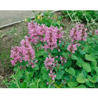 Kategorie <b>Produkt nicht gewünscht </b> - Stachys grandiflora 'Superba' ca. 9x9 cm Topf (Wuchs jahreszeitlich)