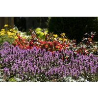 Kategorie <b>Produkt nicht gewünscht </b> - Stachys officinalis ca. 9x9 cm Topf (Wuchs jahreszeitlich)