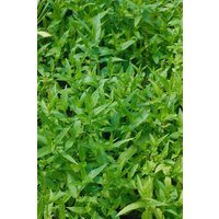 Kategorie <b>Produkt nicht gewünscht </b> - Stachys palustris ca. 9x9 cm Topf (Wuchs jahreszeitlich)