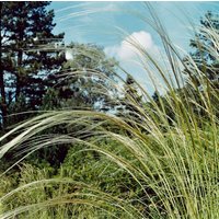 Kategorie <b>Produkt nicht gewünscht </b> - Stipa barbata ca. 9x9 cm Topf (Wuchs jahreszeitlich)