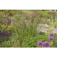 Produkt nicht gewünscht - Stipa gigantea ca. 11x11 cm Topf (Wuchs jahreszeitlich)