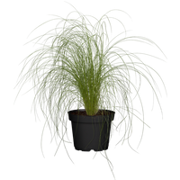 Kategorie <b>Produkt nicht gewünscht </b> - Stipa tenuissima 'Ponytails' 2 Liter Container (Wuchs jahreszeitlich)