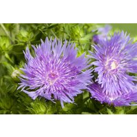 Kategorie <b>Produkt nicht gewünscht </b> - Stokesia laevis ca. 9x9 cm Topf (Wuchs jahreszeitlich)