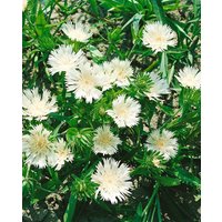Kategorie <b>Produkt nicht gewünscht </b> - Stokesia laevis 'Träumerei' ca. 9x9 cm Topf (Wuchs jahreszeitlich)
