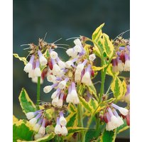 Kategorie <b>Stauden </b> - Symphytum grandiflorum 'Goldsmith' ca. 9x9 cm Topf (Wuchs jahreszeitlich)