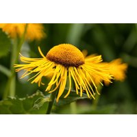 Kategorie <b>Produkt nicht gewünscht </b> - Telekia speciosa ca. 11x11 cm Topf (Wuchs jahreszeitlich)