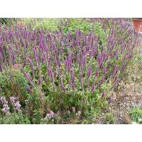 Kategorie <b>Produkt nicht gewünscht </b> - Teucrium hyrcanicum ca. 9x9 cm Topf (Wuchs jahreszeitlich)