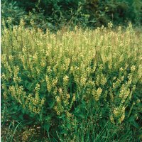 Kategorie <b>Produkt nicht gewünscht </b> - Teucrium scorodonia ca. 9x9 cm Topf (Wuchs jahreszeitlich)