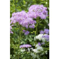 Kategorie <b>Stauden </b> - Thalictrum aquilegifolium ca. 9x9 cm Topf (Wuchs jahreszeitlich)