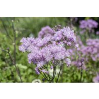 Kategorie <b>Stauden </b> - Thalictrum aquilegifolium 'Purpureum' ca. 9x9 cm Topf (Wuchs jahreszeitlich)