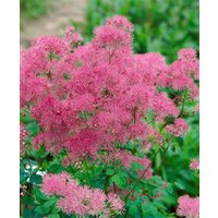 Kategorie <b>Stauden </b> - Thalictrum aquilegifolium 'Thundercloud' ca. 11x11 cm Topf (Wuchs jahreszeitlich)