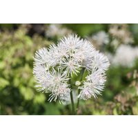 Kategorie <b>Stauden </b> - Thalictrum aquilegifolium album ca. 9x9 cm Topf (Wuchs jahreszeitlich)