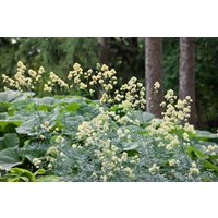 Kategorie <b>Produkt nicht gewünscht </b> - Thalictrum flavum ssp.glaucum ca. 9x9 cm Topf (Wuchs jahreszeitlich)