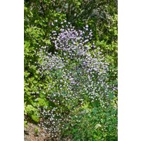 Kategorie <b>Produkt nicht gewünscht </b> - Thalictrum rochebrunianum 'Elin' ca. 11x11 cm Topf (Wuchs jahreszeitlich)
