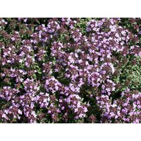 Kategorie <b>Stauden </b> - Thymus herba-barona ca. 9x9 cm Topf (Wuchs jahreszeitlich)