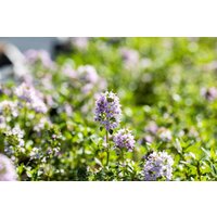 Kategorie <b>Stauden </b> - Thymus longicaulis 'Odoratus' ca. 9x9 cm Topf (Wuchs jahreszeitlich)