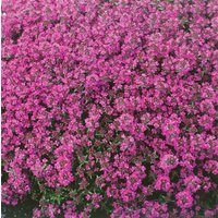 Kategorie <b>Produkt nicht gewünscht </b> - Thymus praecox 'Red Carpet' ca. 9x9 cm Topf (Wuchs jahreszeitlich)
