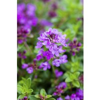 Kategorie <b>Produkt nicht gewünscht </b> - Thymus serpyllum 'Coccineus' ca. 9x9 cm Topf (Wuchs jahreszeitlich)