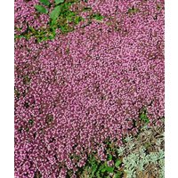 Kategorie <b>Produkt nicht gewünscht </b> - Thymus serpyllum 'Pink Chintz' ca. 9x9 cm Topf (Wuchs jahreszeitlich)