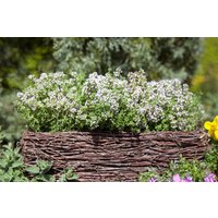 Kategorie <b>Produkt nicht gewünscht </b> - Thymus vulgaris 2-3 Liter Container (Wuchs jahreszeitlich)