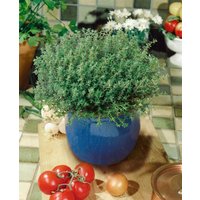 Kategorie <b>Produkt nicht gewünscht </b> - Thymus vulgaris 'Compactus' ca. 9x9 cm Topf (Wuchs jahreszeitlich)