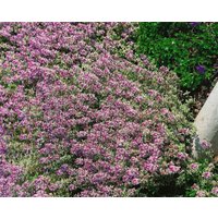 Kategorie <b>Produkt nicht gewünscht </b> - Thymus x citriodorus 'Lammefjord' ca. 9x9 cm Topf (Wuchs jahreszeitlich)